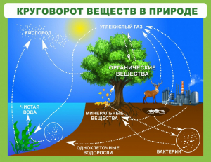 Стенд "Круговорот веществ" - fgospostavki.ru - Хабаровск