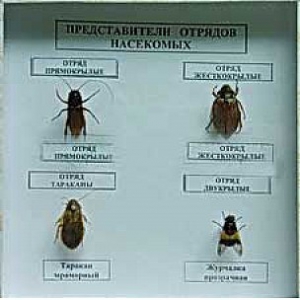 Коллекция энтомологическая "Представители отряда насекомых" - fgospostavki.ru - Хабаровск