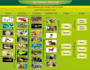 Стенд "Систематика животных" - fgospostavki.ru - Хабаровск