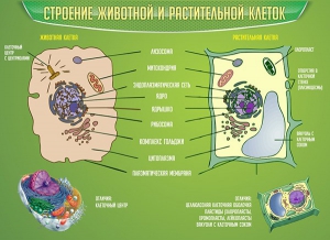 Стенд "Строение животной и растительной клеток" - fgospostavki.ru - Хабаровск