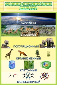 Стенд "Уровни организации живого" - fgospostavki.ru - Хабаровск