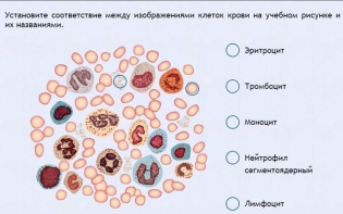 Интерактивные курсы. Биология 11 класс. Расширенный. - fgospostavki.ru - Хабаровск