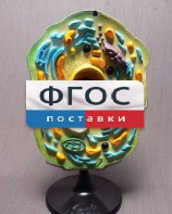 Модель "Клетка растения" - fgospostavki.ru - Хабаровск