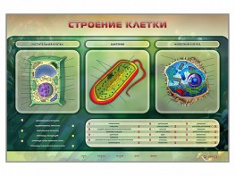 Электрифицированный стенд "Строение клетки" с маркерными полями - fgospostavki.ru - Хабаровск