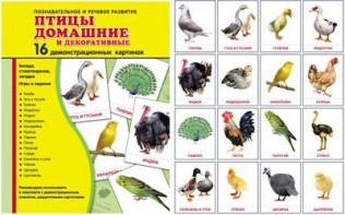 Демонстрационные карточки "Птицы домашние и декоративные" - fgospostavki.ru - Хабаровск