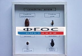 Коллекция "Семейство жуков" - fgospostavki.ru - Хабаровск