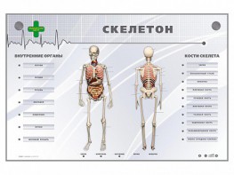 Электрифицированный стенд-тренажер "Скелетон" - fgospostavki.ru - Хабаровск