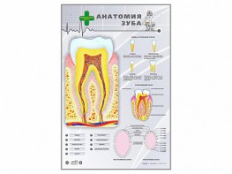 Электрифицированный стенд "Анатомия зуба" - fgospostavki.ru - Хабаровск