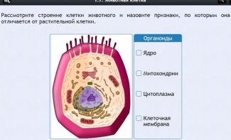 Интерактивные курсы. Биология 8 класс. Базовый - fgospostavki.ru - Хабаровск