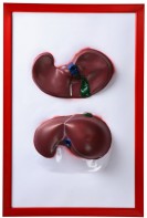 Барельефная модель "Печень" - fgospostavki.ru - Хабаровск