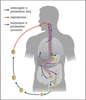 Модель-аппликация Цикл развития аскариды - fgospostavki.ru - Хабаровск