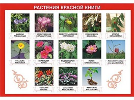 Таблица демонстрационная "Растения Красной книги" (винил 100*140) - fgospostavki.ru - Хабаровск