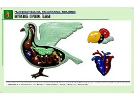Рельефная таблица "Внутреннее строение голубя" (формат А1, матовое ламинирование) - fgospostavki.ru - Хабаровск