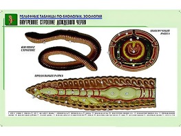 Рельефная таблица "Внутреннее строение дождевого червя" (формат А1, матовое ламинирование) - fgospostavki.ru - Хабаровск