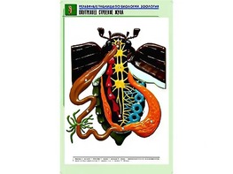 Рельефная таблица "Внутреннее строение жука" (формат А1, матовое ламинирование) - fgospostavki.ru - Хабаровск