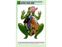 Рельефная таблица "Внутреннее строение лягушки" (формат А1, матовое ламинирование) - fgospostavki.ru - Хабаровск