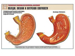 Рельефная таблица "Желудок. Внешняя и внутренняя поверхности" (формат А1, матовое ламинирование) - fgospostavki.ru - Хабаровск