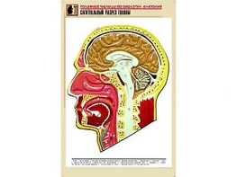 Рельефная таблица "Сагиттальный разрез головы" (формат А1, матовое ламинирование) - fgospostavki.ru - Хабаровск
