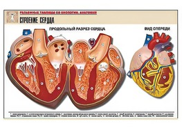 Рельефная таблица "Строение сердца" (формат А1, матовое ламинирование) - fgospostavki.ru - Хабаровск