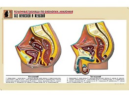 Рельефная таблица "Таз мужской и женский" (формат А1, матовое ламинирование) - fgospostavki.ru - Хабаровск