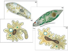 Модель-аппликация "Строение и разнообразие простейших" (ламинированная) - fgospostavki.ru - Хабаровск