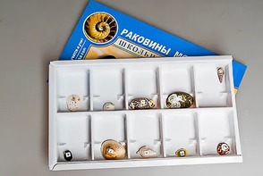 Коллекция "Раковины моллюсков" - fgospostavki.ru - Хабаровск