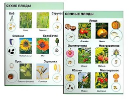 Коллекция "Семена и плоды" - fgospostavki.ru - Хабаровск