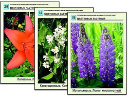 Гербарий фотографический "Основные группы растений" - fgospostavki.ru - Хабаровск