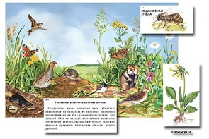 Магнитный плакат-аппликация "Луг: биоразнообразие и взаимосвязи в сообществе" - fgospostavki.ru - Хабаровск