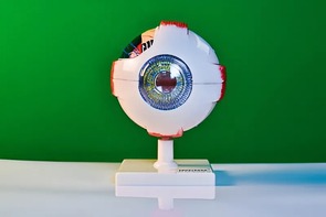 Модель глаза - fgospostavki.ru - Хабаровск
