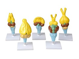 Комплект моделей строения мозга позвоночных - fgospostavki.ru - Хабаровск