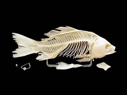 Скелет костистой рыбы - fgospostavki.ru - Хабаровск