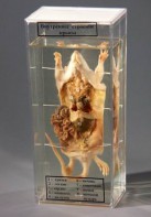 Влажный препарат "Внутреннее строение крысы" - fgospostavki.ru - Хабаровск