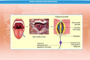 Интерактивные курсы. Биология 10 класс. Базовый. - fgospostavki.ru - Хабаровск