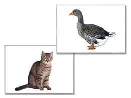 Дидактическое пособие "Домашние животные" (24 карточки) - fgospostavki.ru - Хабаровск