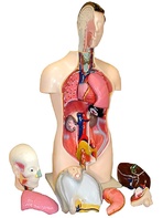 Торс человека разборный (42 см.) - fgospostavki.ru - Хабаровск