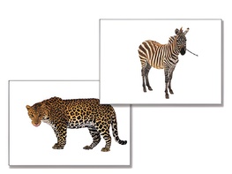 Дидактическое пособие "Дикие животные" - fgospostavki.ru - Хабаровск