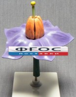 Модель "Цветок картофеля" - fgospostavki.ru - Хабаровск