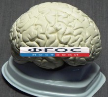 Модель "Мозг в разрезе" (белый) - fgospostavki.ru - Хабаровск