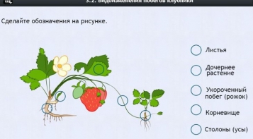 Интерактивные курсы. Биология 7 класс. Расширенный. - fgospostavki.ru - Хабаровск