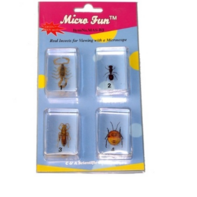 Набор микропрепаратов для стереомикроскопа №14 «Насекомые» - fgospostavki.ru - Хабаровск