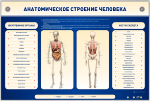 Электрифицированный стенд-тренажер c макетом скелета "Анатомическое строение человека" - fgospostavki.ru - Хабаровск