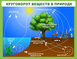 Стенд "Круговорот веществ" - fgospostavki.ru - Хабаровск