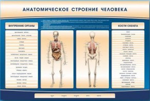 Электрифицированный стенд-тренажер c макетом скелета "Анатомическое строение человека" - fgospostavki.ru - Хабаровск
