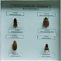 Коллекция энтомологическая "Представители отряда насекомых" - fgospostavki.ru - Хабаровск