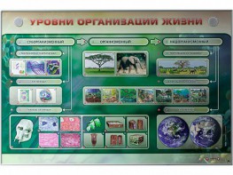 Электрифицированный стенд "Уровни организации жизни" - fgospostavki.ru - Хабаровск