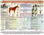 Комплект плакатов "Служебное коневодство" - fgospostavki.ru - Хабаровск