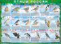 Комплект таблиц "Птицы России (4 листа)" (100х140 сантиметров, винил) - fgospostavki.ru - Хабаровск