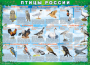 Комплект таблиц "Птицы России (4 листа)" (100х140 сантиметров, винил) - fgospostavki.ru - Хабаровск