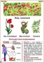 Комплект кодотранспарантов "Ядовитые растения" - fgospostavki.ru - Хабаровск